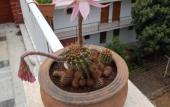 Туры в отель Akdeniz Pansiyon Bed&Breakfast Туры в отель Akdeniz Pansiyon Bed&Breakfast