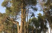 Туры в отель Simple Pleasures Shekvetili Hotel Туры в отель Simple Pleasures Shekvetili Hotel