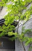 Туры в отель Miyajima Grand Hotel Arimoto Туры в отель Miyajima Grand Hotel Arimoto