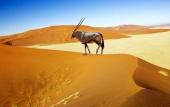 Туры в отель Hilton Windhoek Туры в отель Hilton Windhoek