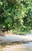 Туры в отель Plub Pla Koh Mak Retreat Туры в отель Plub Pla Koh Mak Retreat