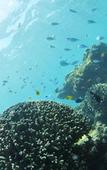 Туры в отель Allamanda Imgya Coral Village Туры в отель Allamanda Imgya Coral Village