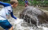 Туры в отель Chiang Mai Elephant Friends Туры в отель Chiang Mai Elephant Friends