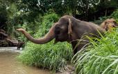 Туры в отель Chiang Mai Elephant Friends Туры в отель Chiang Mai Elephant Friends