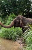 Туры в отель Chiang Mai Elephant Friends Туры в отель Chiang Mai Elephant Friends