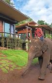 Туры в отель Chiang Mai Elephant Friends Туры в отель Chiang Mai Elephant Friends