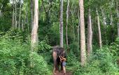 Туры в отель Chiang Mai Elephant Friends Туры в отель Chiang Mai Elephant Friends