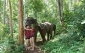 Туры в отель Chiang Mai Elephant Friends Туры в отель Chiang Mai Elephant Friends