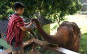 Туры в отель Chiang Mai Elephant Friends Туры в отель Chiang Mai Elephant Friends