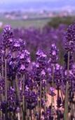 Туры в отель Furano Natulux Hotel Туры в отель Furano Natulux Hotel