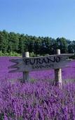 Туры в отель Furano Natulux Hotel Туры в отель Furano Natulux Hotel