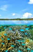 Туры в отель Hotel SeaBreeze Coral Туры в отель Hotel SeaBreeze Coral