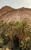 Туры в отель The Mora Sahara Tozeur Туры в отель The Mora Sahara Tozeur