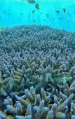 Туры в отель sea shell resort Туры в отель sea shell resort
