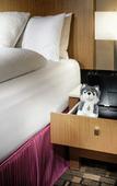 Туры в отель Staypineapple, Hotel Rose, Downtown Portland Туры в отель Staypineapple, Hotel Rose, Downtown Portland