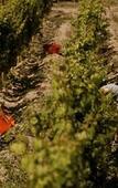 Туры в отель Entre Cielos Wine & Wellness Hotel Туры в отель Entre Cielos Wine & Wellness Hotel