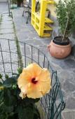 Туры в отель The Yellow House Туры в отель The Yellow House