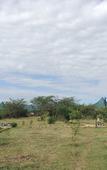 Туры в отель AA Lodge Masai Mara Туры в отель AA Lodge Masai Mara