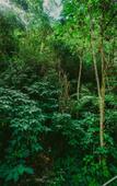 Туры в отель Rupa Rupa High Jungle Eco B&B Туры в отель Rupa Rupa High Jungle Eco B&B