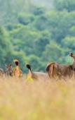 Туры в отель Intercontinental Khao Yai Resort by IHG Туры в отель Intercontinental Khao Yai Resort by IHG