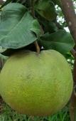 Туры в отель Green Grapefruit Villa Туры в отель Green Grapefruit Villa