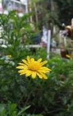 Туры в отель Homestay VuonTung (Pine Garden) Туры в отель Homestay VuonTung (Pine Garden)