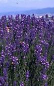Туры в отель Hotel Naturwald Furano Туры в отель Hotel Naturwald Furano