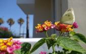 Туры в отель Andromeda Hotel Apartments Туры в отель Andromeda Hotel Apartments