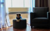 Туры в отель Dazzler by Wyndham Puerto Madryn Туры в отель Dazzler by Wyndham Puerto Madryn