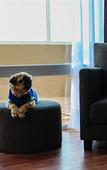 Туры в отель Dazzler by Wyndham Puerto Madryn Туры в отель Dazzler by Wyndham Puerto Madryn