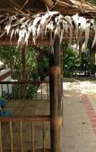 Туры в отель Ananas Samui Hostel Туры в отель Ananas Samui Hostel