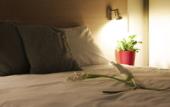Туры в отель Lodge-Hotel & Spa les Voiles du Grand Large Туры в отель Lodge-Hotel & Spa les Voiles du Grand Large