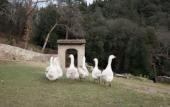 Туры в отель Fattoria di Maiano Туры в отель Fattoria di Maiano