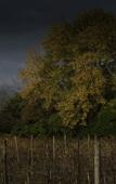 Туры в отель Venissa Wine Resort Туры в отель Venissa Wine Resort