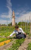 Туры в отель Venissa Wine Resort Туры в отель Venissa Wine Resort