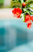 Туры в отель HUAQING PALACE RESORT & SPA Туры в отель HUAQING PALACE RESORT & SPA