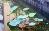 Туры в отель Xige Garden Hotel Туры в отель Xige Garden Hotel