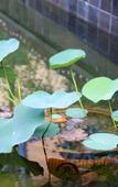 Туры в отель Xige Garden Hotel Туры в отель Xige Garden Hotel