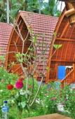 Туры в отель The Peace Arta Bungalow Туры в отель The Peace Arta Bungalow