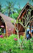 Туры в отель The Peace Arta Bungalow Туры в отель The Peace Arta Bungalow