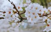 Туры в отель voco NANJING ORIENTAL PEARL by IHG Туры в отель voco NANJING ORIENTAL PEARL by IHG