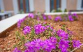 Туры в отель Petit Hotel Sant Miquel - Adults Only Туры в отель Petit Hotel Sant Miquel - Adults Only