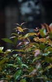 Туры в отель Elephant Passage Resort Munnar Туры в отель Elephant Passage Resort Munnar