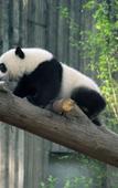 Туры в отель CYNN XANADU HOTEL, CHENGDU Туры в отель CYNN XANADU HOTEL, CHENGDU