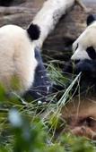 Туры в отель CYNN XANADU HOTEL, CHENGDU Туры в отель CYNN XANADU HOTEL, CHENGDU