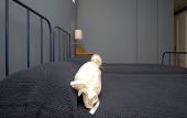 Туры в отель B&B Residenza Cavour Туры в отель B&B Residenza Cavour
