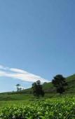 Туры в отель Tea Garden Resort Туры в отель Tea Garden Resort
