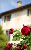 Туры в отель Hotel Villa Cipriani Туры в отель Hotel Villa Cipriani