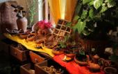 Туры в отель Tree of Life Nature Resort Туры в отель Tree of Life Nature Resort