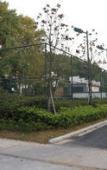 Туры в отель Holiday Inn Resort CHAOHU HOT SPRING by IHG Туры в отель Holiday Inn Resort CHAOHU HOT SPRING by IHG